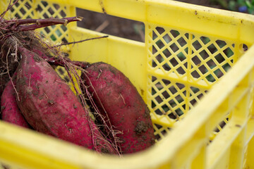 Sweet potato harvest.  サツマイモの収穫　紅はるか