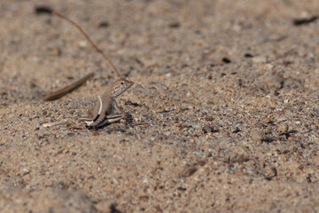 Lizard on the sand
