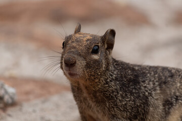 Squirrel in the park