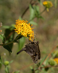 Butterfly on a yellow flower