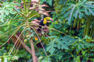 Keel-billed toucan (Ramphastos sulfuratus) eating wild papaya in a tropical forest in Belize © Daniele