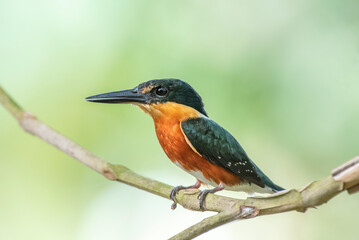 American pygmy kingfisher (Chloroceryle aenea) perching on a branch in Belize