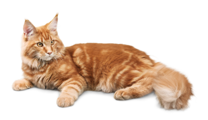 Ginger Cat Lying Down
