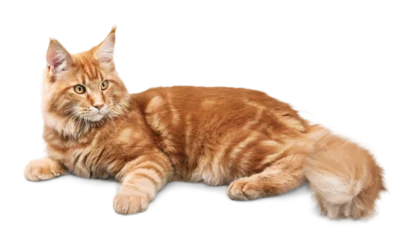 Foto op Plexiglas Ginger Cat Lying Down © BillionPhotos.com