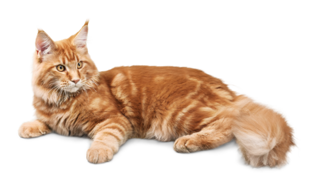 Ginger Cat Lying Down