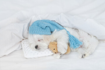 Cute Lapdog puppy wearing warm hat sleeps under white blanket on a bed at home and hugs favorite...