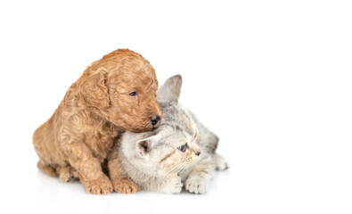 Tiny Toy Poodle puppy hugs cute kitten. Pets look away together on empty space.  isolated on white...