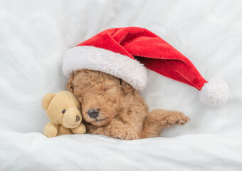 Tiny Toy Poodle puppy wearing red santa hat sleeps with toy bear under white blanket at home. Top down view