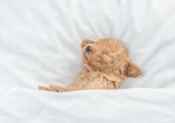 Newborn Toy Poodle puppy sleeps under  white blanket on a bed at home. Top down view