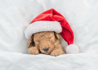 Tiny Toy Poodle puppy wearing red santa hat sleeps under white warm blanket on a bed at home. Top...