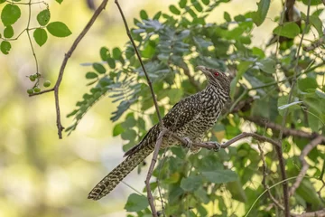 Fototapeten Western Koel bird is perching on tree branch with blurred green leave background. Nature and wildlife concept. © Jack
