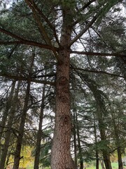 Fototapeta premium Spruces in the city park