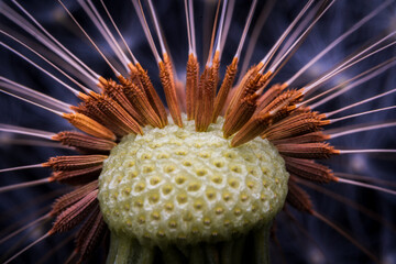 Macrophotography with the details of a dandelion.