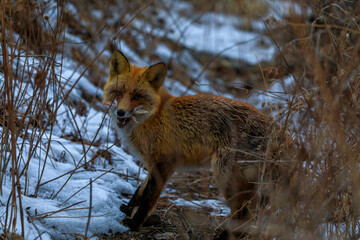 Close-up. The red fox roams the autumn forest in search of food.