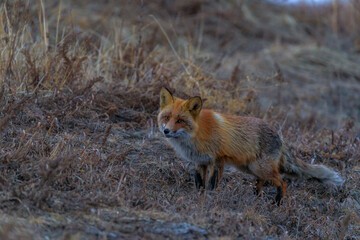 Close-up. The red fox roams the autumn forest in search of food.