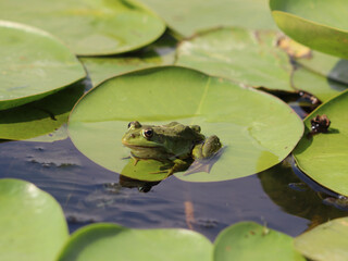 A graceful frog perches on a water lily leaf, its body perfectly balanced as it basks in the stillness of the pond. © daniel