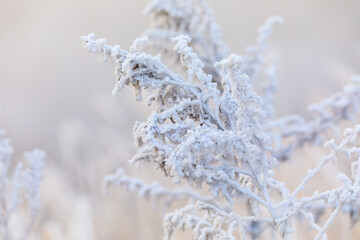 Close-up. Frosted dry grass in a field. Winter grass.