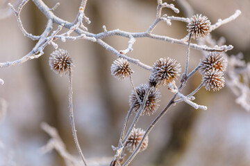 Close-up. Frozen thorns of a winter plant in a field. The plant is frosted.