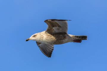 Close-up. Pacific gull flies over sea and blue sky in winter. Sea birds.