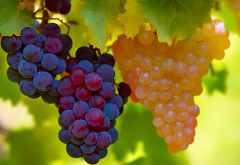 Fotografía de racimo de uvas