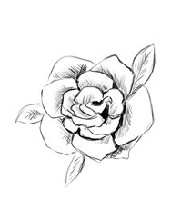 Rose sketch with leaves, black and white digital illustration