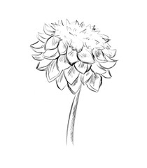 Chrysanthemum sketch, black and white digital illustration