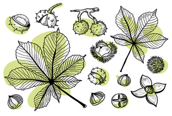 Autumn vector set with leaves, cones, nuts, in line style. Detailed forest botanical elements for decoration. Vintage fall seasonal decor. Oak, maple, chestnut leaf drawing.