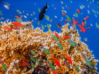 beautiful sealife while diving in the red sea on vacation in egypt detail