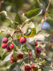 Bright red small wild apples among the yellow leaves in autumn.