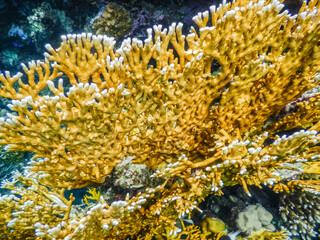 Fototapeta na wymiar yellow corals in the red sea detail