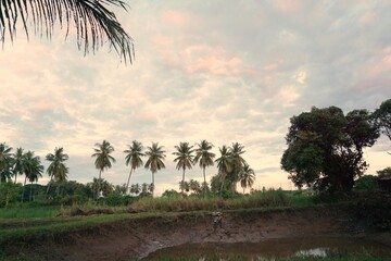 trees at sunset,View of trees or coconut trees in the evening