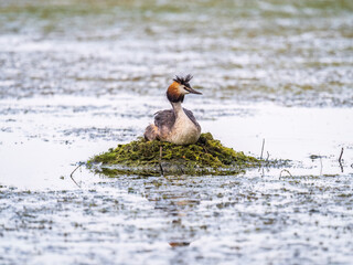 Great Crested Grebe, Podiceps cristatus, water bird sitting on the nest, nesting time on the green lake