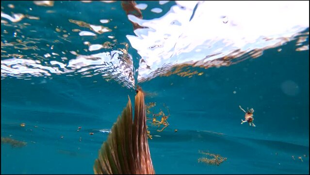 Underwater release of a Barred Snapper fish in Baja Mexico in slow motion