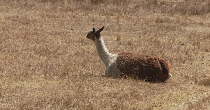 Llama sitting on brown grass in Cusco, Peru - 4k
