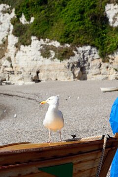 Seagull standing on a traditional wooden boat, Beer, Devon, UK, Europe