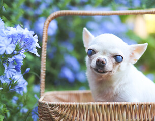 old  chihuahua dog with blind eyes sitting in basket in beautiful garden with purple flowers.