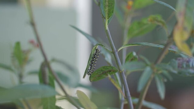 Monarch Caterpillar on leafs