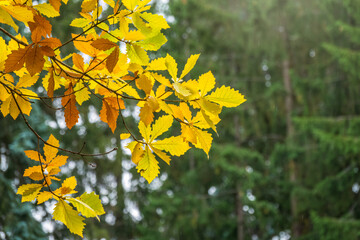 Oak branches with yellow leaves in autumn park
