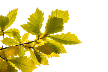 Yellowed oak leaves on a white background