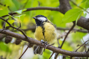 Obraz premium Cute bird Great tit, songbird sitting on the branch with blured background