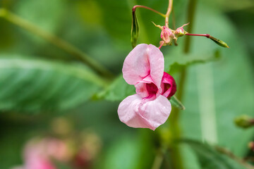 Beautiful native wild flower of western Canada. Aquilegia formosa, crimson columbine, western columbine, or red columbine. Close-up vibrant red and yellow color flower.