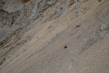 Alpine ibex picture taken in Julian alps, Slovenia	