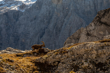 Alpine ibex picture taken in Julian alps, Slovenia	