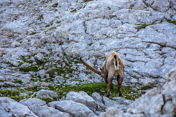 Alpine ibex picture taken in Julian alps, Slovenia	