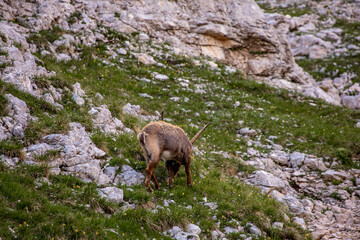 Alpine ibex picture taken in Julian alps, Slovenia	