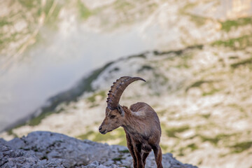 Alpine ibex picture taken in Julian alps, Slovenia	