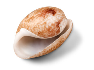 Sea shell on white background