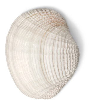 Close up of ocean shell isolated on white background