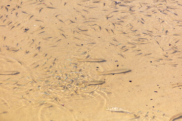 A flock of fish float on the surface of the water.