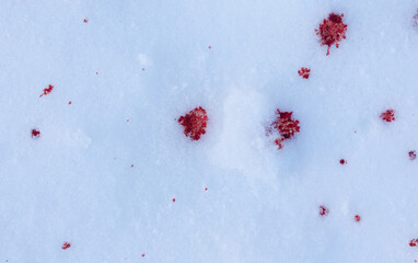 Red blood on white snow